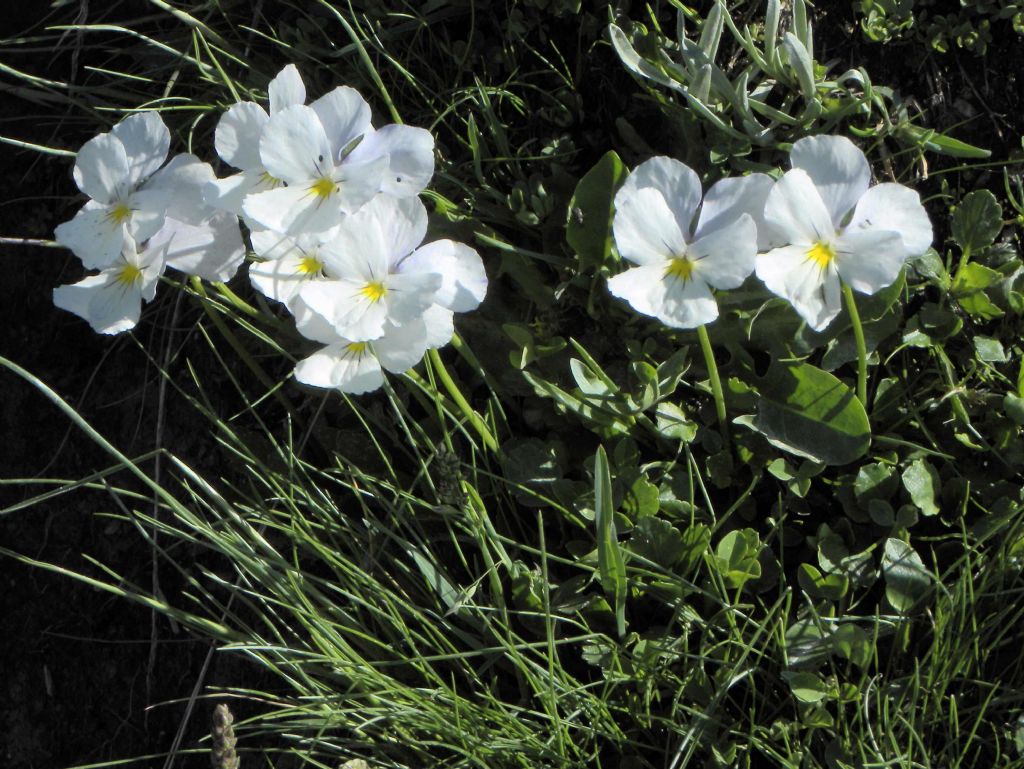 Viola sp.